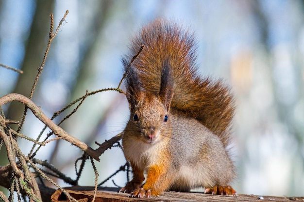 Rotes Eichhörnchen im Wald betrachtet die Kamera in der Nähe Tier in freier Wildbahn