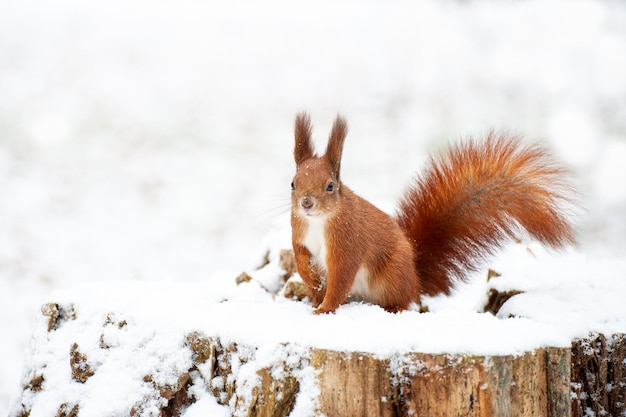 Rotes Eichhörnchen in der Winterwaldnahaufnahme