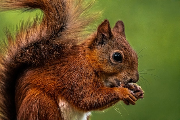Foto rotes eichhörnchen in nahaufnahme