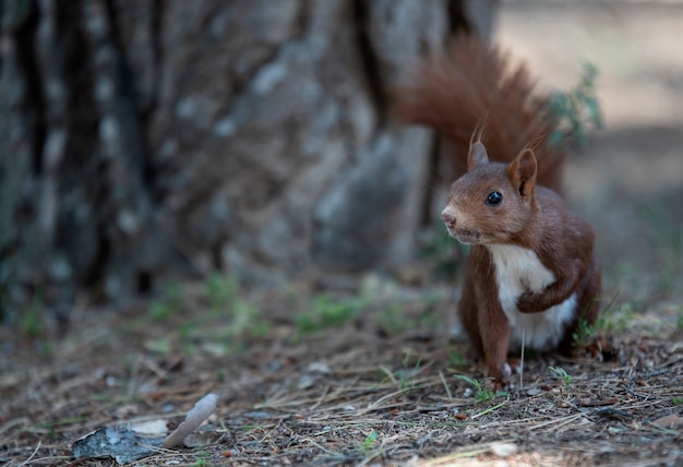 rotes Eichhörnchen in seinem natürlichen Lebensraum