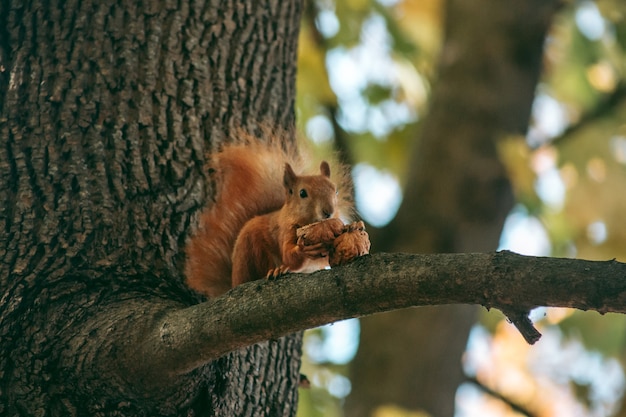 Rotes Eichhörnchen sitzt auf einem Ast und frisst eine Nuss im Herbstwald