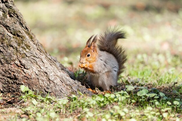 Rotes Eichhörnchen sitzt im grassx9