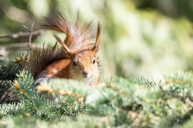 Rotes Eichhörnchen sitzt im grassx9