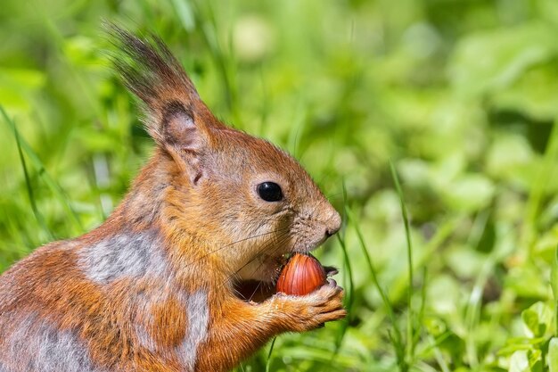 Rotes Eichhörnchen sitzt im grassx9