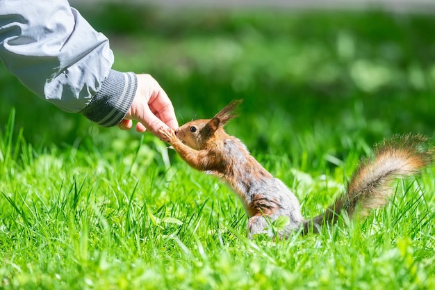 Rotes Eichhörnchen sitzt im grassx9