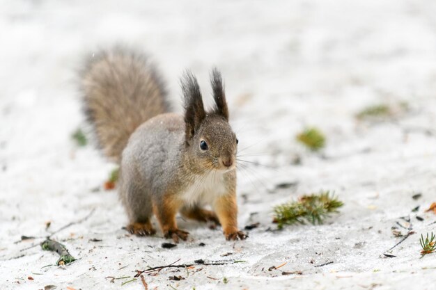 Rotes eurasisches Eichhörnchen auf Schnee in der Parknahaufnahme Winterzeit