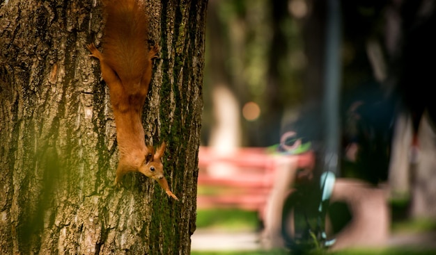 Rotes flauschiges Eichhörnchen in einem Herbstwald neugieriges rotes Pelztier unter getrockneten Blättern