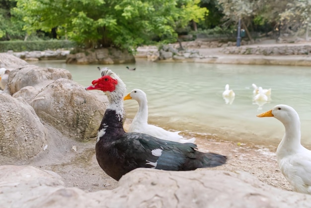 Rotes Gesicht einer Muscovy-Ente mit anderen weißen Ducs nahe dem Teich