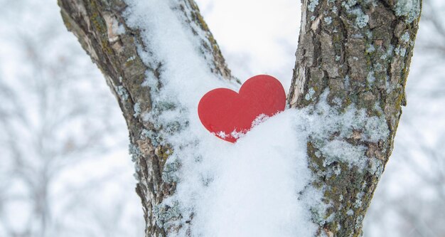 Rotes Herz auf dem Baum mit Schnee