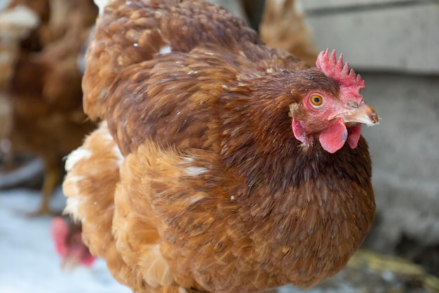 Rotes Huhn auf einem verschwommenen schneebedeckten Hintergrund