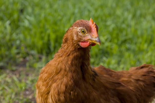 Rotes Huhn auf grünem Gras