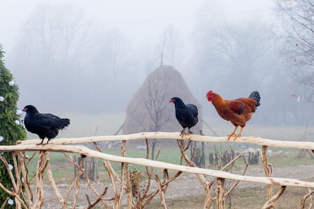Rotes Huhn, das auf hölzernem Palisadenzaun mit Korb im Hintergrund steht