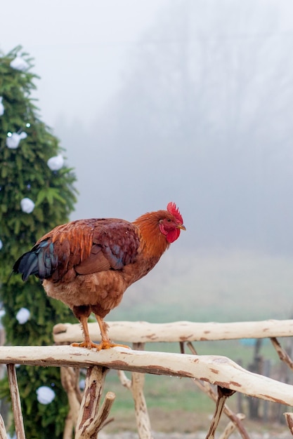 Foto rotes huhn steht auf einem holzzaun mit einem hüttehaus im hintergrund