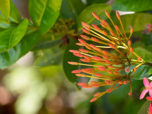 rotes Ixora auf Naturhintergrund