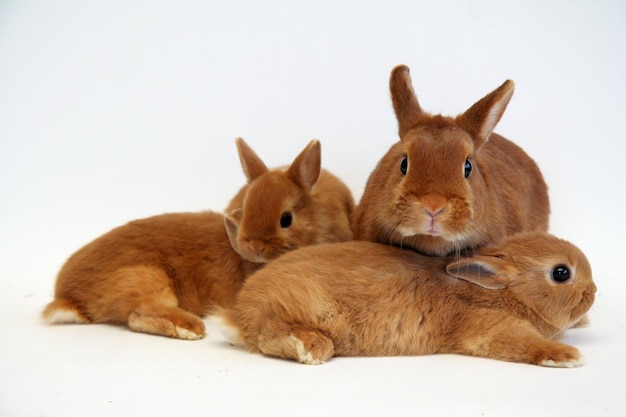 Rotes Kaninchen auf weißem Hintergrund, Jahr des Kaninchens