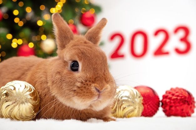 Foto rotes kaninchen liegt in der nähe des weihnachtsbaums und schaut in die kamera.