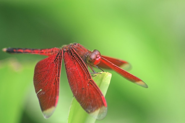 Rotes Libellum in Nahaufnahme