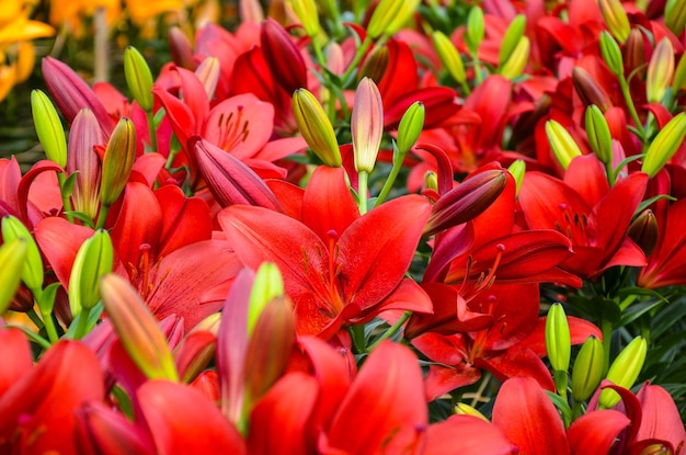 Rotes Lilium dauricum im Park