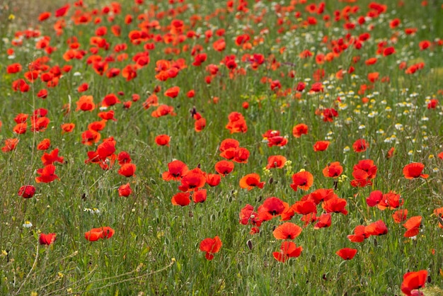 Rotes Mohnblumenfeld des Sommers stockfoto