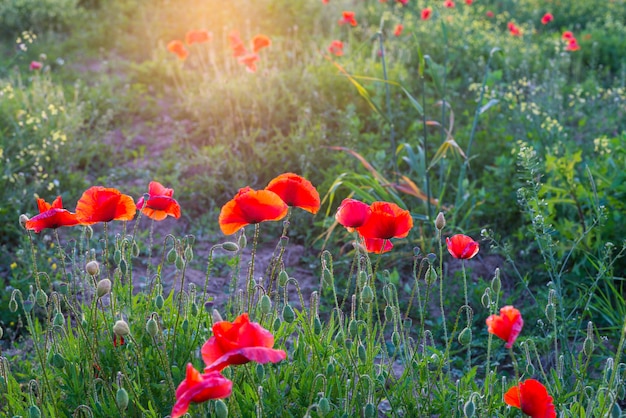 Rotes Mohnblumenfeld, Frühlingsjahreszeit