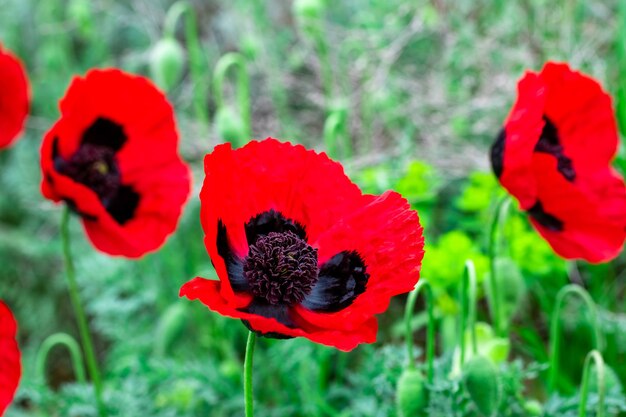 Rotes Mohnfeld in der Frühlingslandschaft, Natur