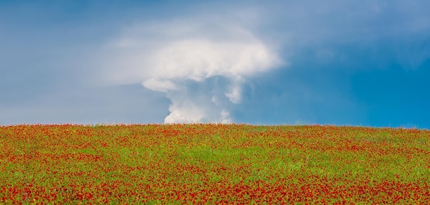 rotes Mohnfeld und blauer Himmel mit weißen Wolken