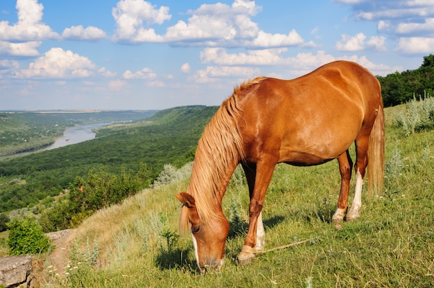 Rotes Pferd, das an der Wiese weiden lässt