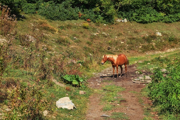 Rotes Pferd, das auf einer Straße in der Landschaft steht