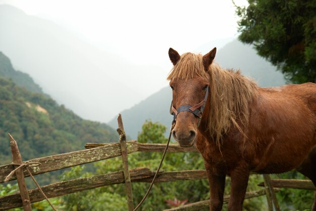 Rotes Pferd in der Farm, die durch Wald umgibt