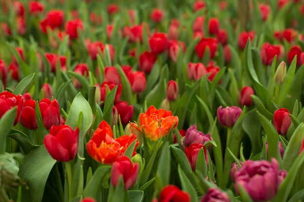 Rotes schönes blühendes Tulpenfeld
