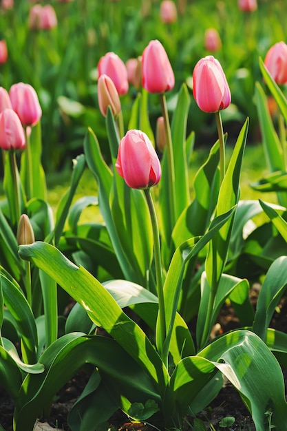 Rotes schönes Tulpenfeld im Frühling Blumenhintergrund