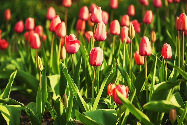Rotes schönes Tulpenfeld im Frühling Blumenhintergrund