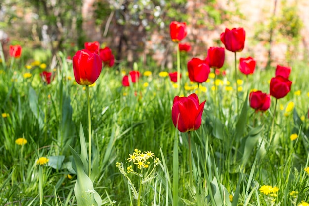 Rotes schönes Tulpenfeld im Frühling