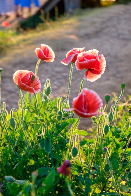 Rotes Sonnenlicht der Mohnblume scheint