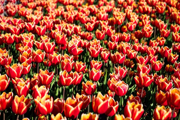 Rotes Tulpenblumenfeld mit bunter natürlicher Hintergrundnatur