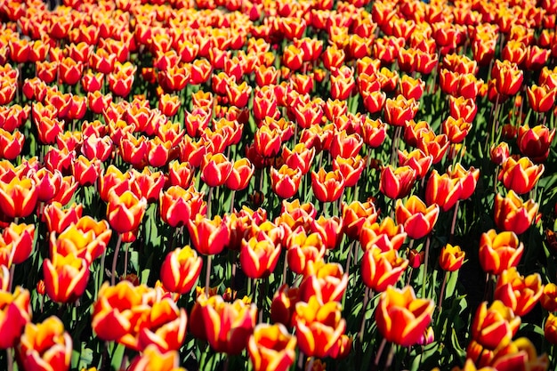 Foto rotes tulpenblumenfeld mit natürlichem hintergrund des frühlinges