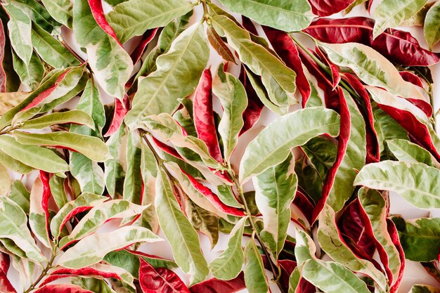 Rotes und grünes Blütenblattmuster auf weißem Hintergrund.