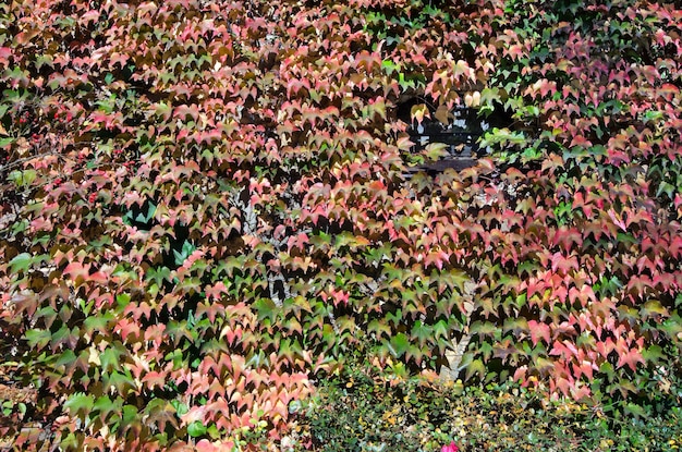 Rotes und grünes Herbstlaub an der Wand.