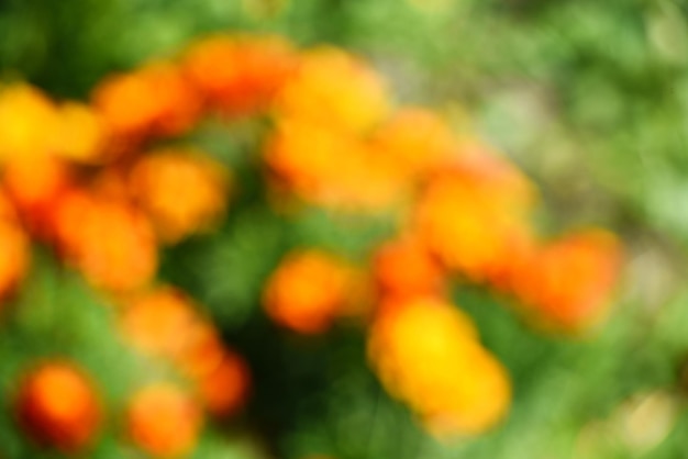 Rotes und rosafarbenes Bokeh unscharfer Hintergrund aus grünem Garten, unscharfer Blumenhintergrund