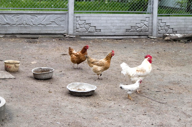 Rotes und weißes Huhn, das auf der Koppel läuft Gewöhnlicher weißer Hahn und Hühner, die auf der Farm nach Körnern suchen