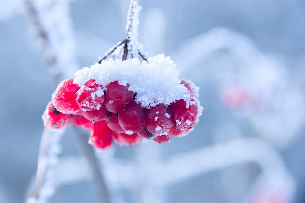 Rotes Viburnum auf dem von Raureif bedeckten Ast