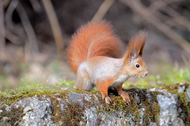 Rotes Waldeichhörnchen, das draußen spielt.