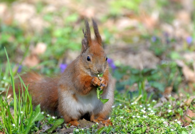 Rotes Waldeichhörnchen, das draußen spielt.