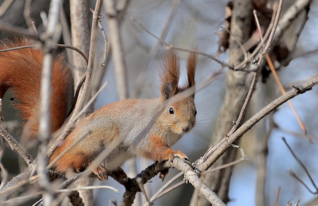 Rotes Waldeichhörnchen, das draußen spielt