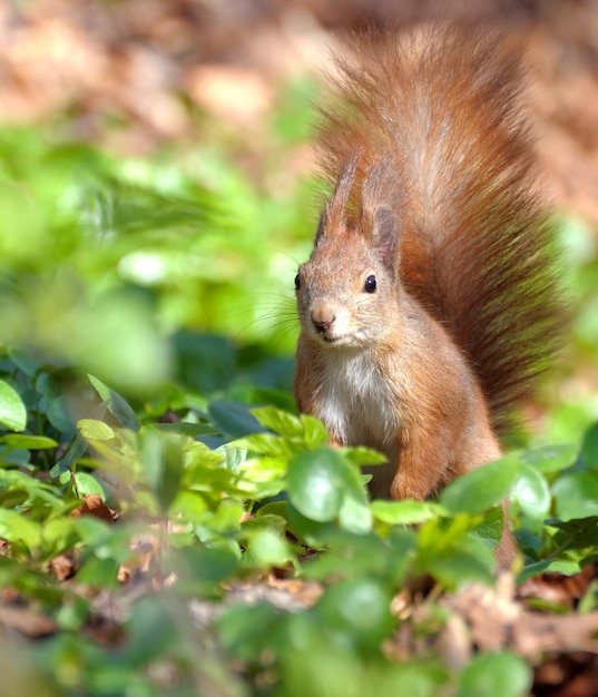 Rotes Waldeichhörnchen, das draußen spielt