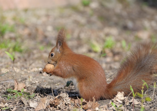 Rotes Waldeichhörnchen, das draußen spielt