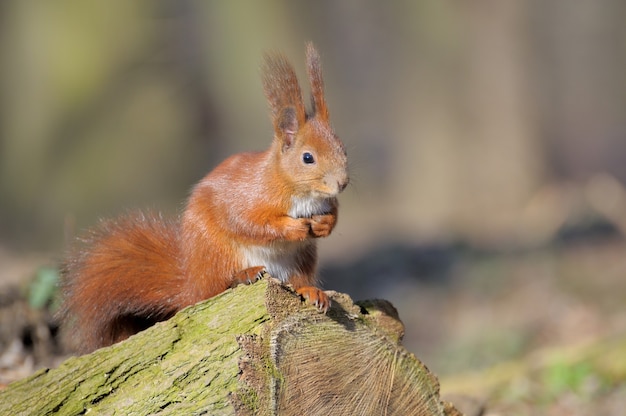 Rotes Waldeichhörnchen, das draußen spielt.