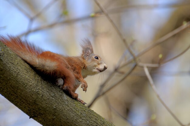 Rotes Waldeichhörnchen, das draußen spielt.