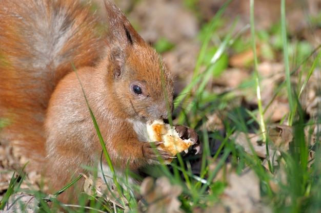 Rotes Waldeichhörnchen, das draußen spielt.