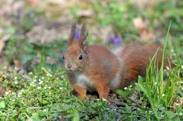 Rotes Waldeichhörnchen, das draußen spielt.